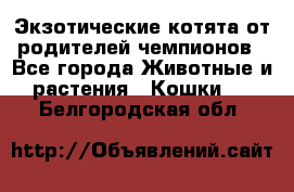  Экзотические котята от родителей чемпионов - Все города Животные и растения » Кошки   . Белгородская обл.